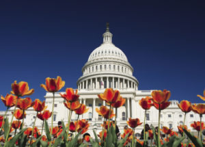 The United States Capitol building with freshly planted spring flowers in foreground.